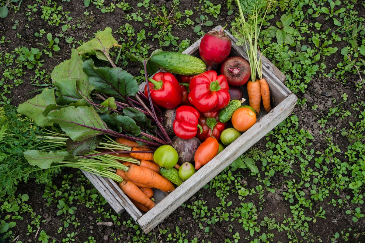 A wooden crate filled with fresh vegetables, placed on the ground, showcasing a variety of colorful produce