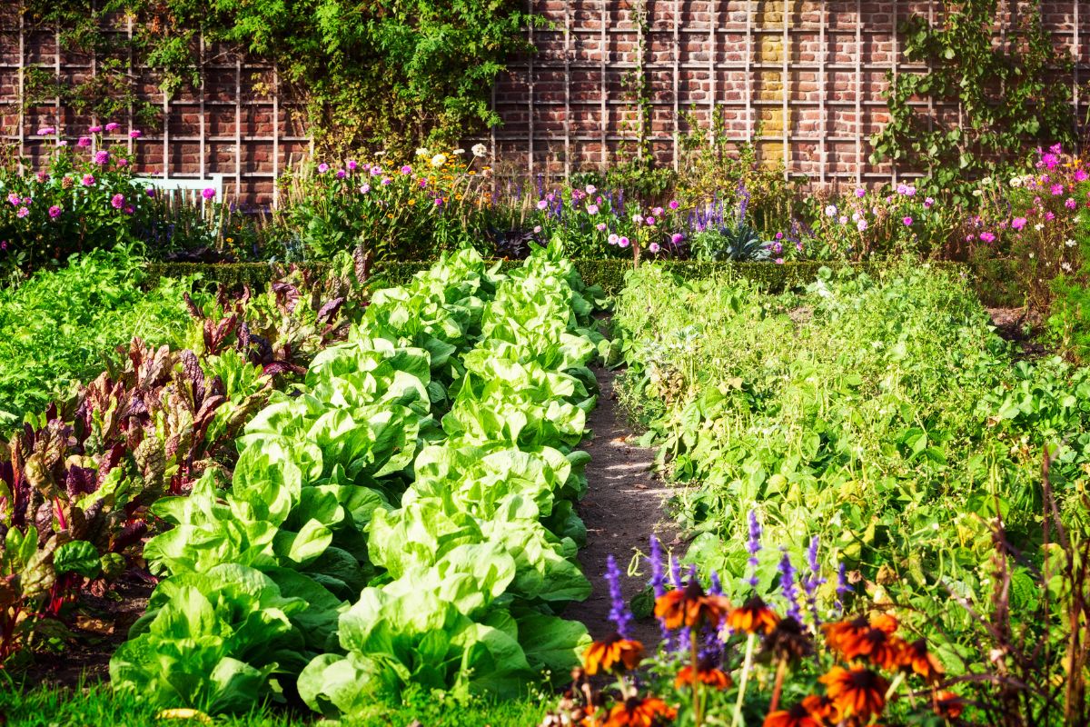  A vibrant vegetable garden featuring a variety of colorful flowers and fresh vegetables growing harmoniously together