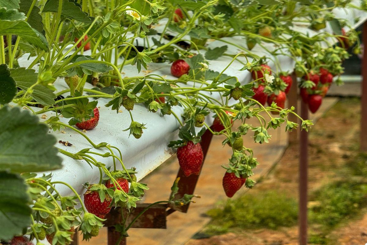 Fresh strawberries ripening in a vibrant hydroponic garden, showcasing lush green leaves and healthy growth.