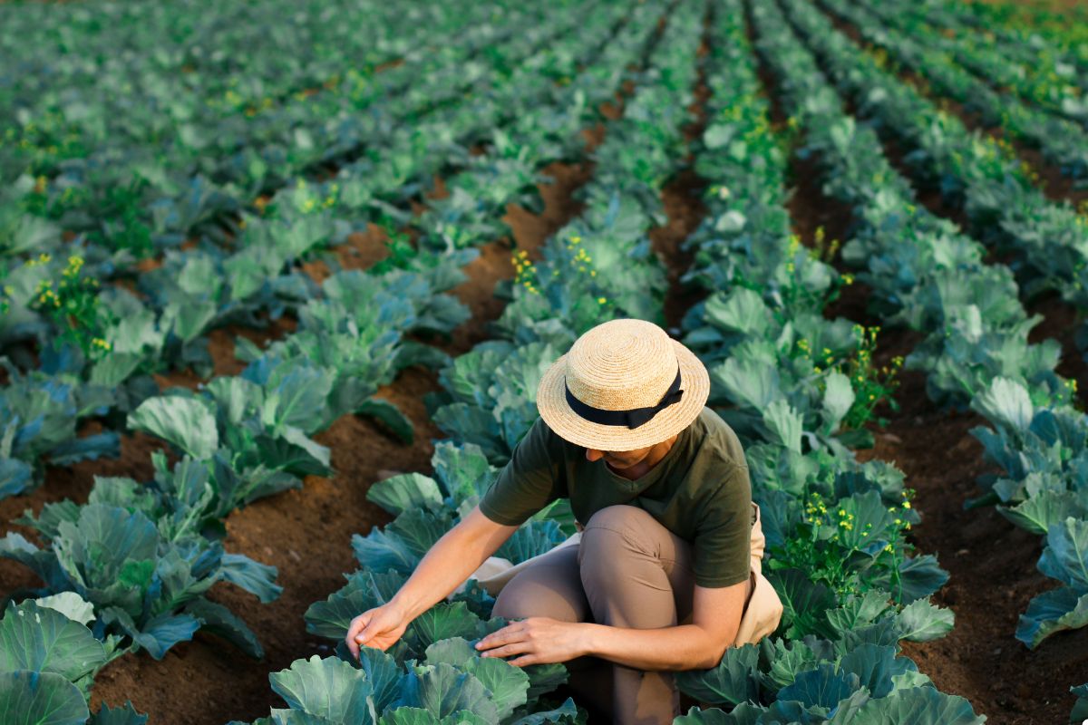A woman wearing a hat and green shirt kneels in a lush cabbage field, surrounded by vibrant green plants.