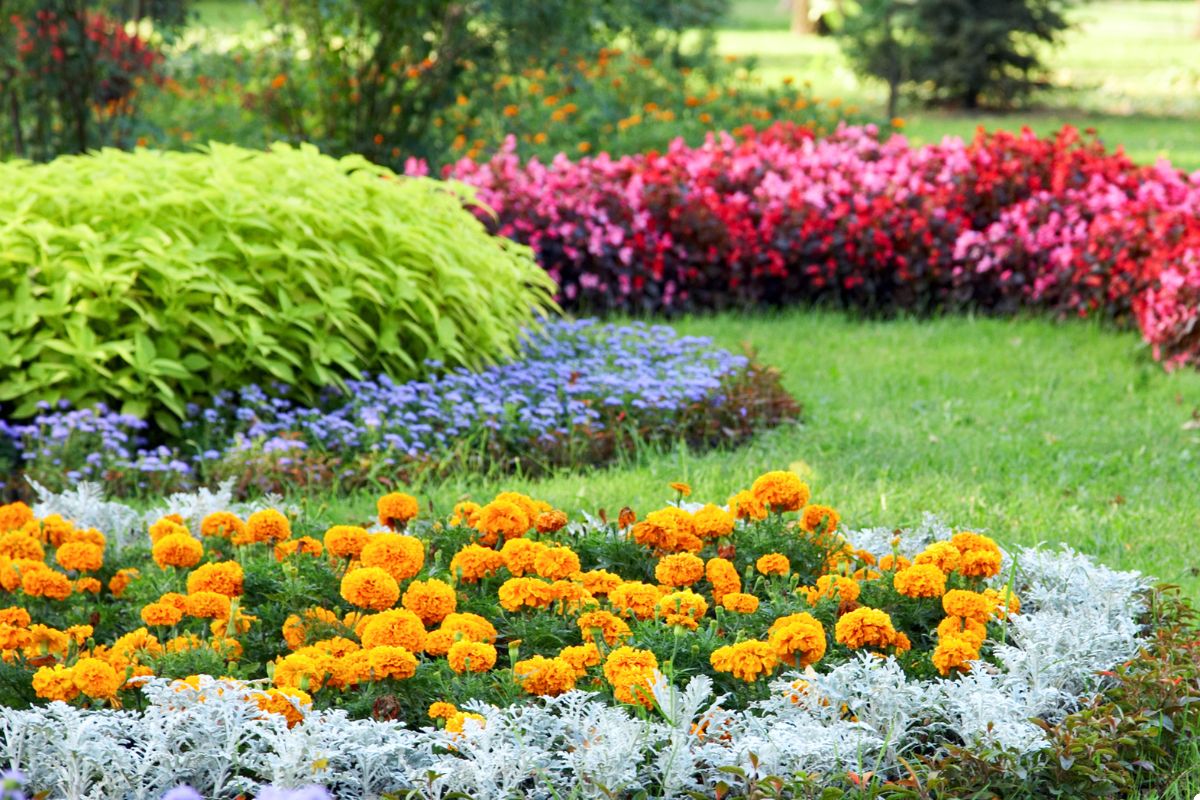 A vibrant flower garden showcasing a variety of colorful blooms in full bloom, creating a picturesque landscape.