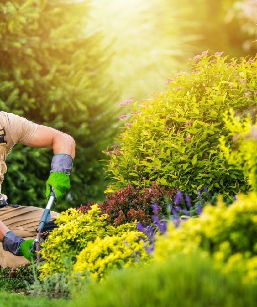 A man wearing a hat and gloves tends to his garden, surrounded by plants and soil.